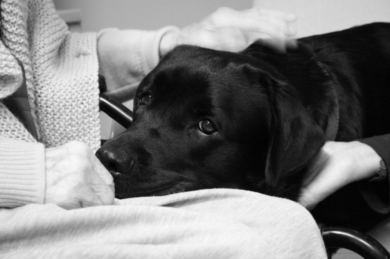Interventi Assistiti con labrador e barboncino per il benessere e la motivazione al percorso di cura