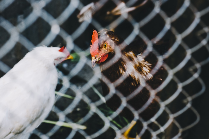 immagine pollaio con galline