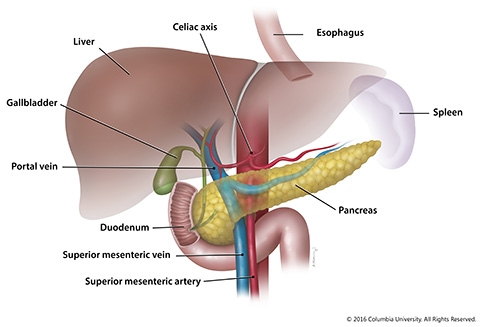 Il_pancreas.jpg