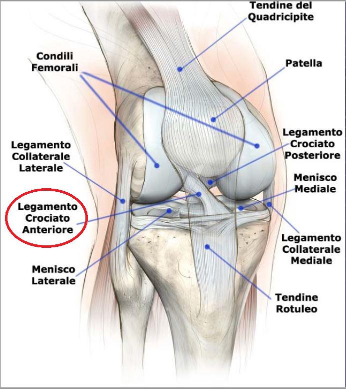 lesioni del legamento crociato1